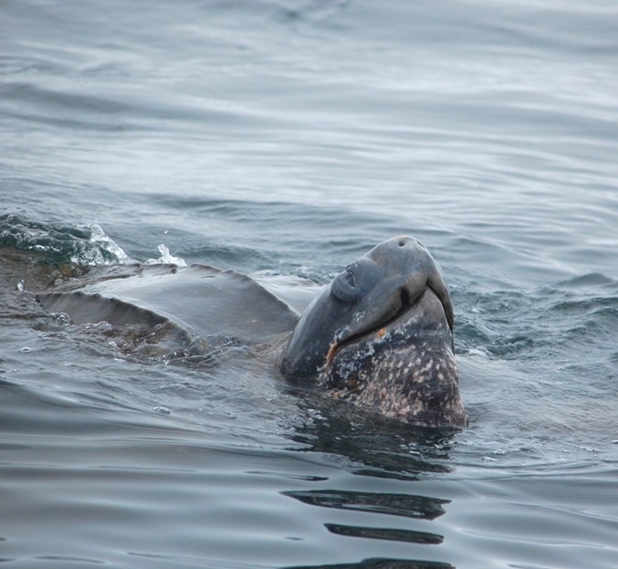 A leatherback turtle pokes its head out of the water at the surface of the ocean. Photo credit Justin Holl, NOAA.