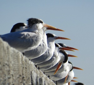 Several white terns with black heads and orange beaks perched on a pier looking in the same direction. Photo credit: Justin Holl, NOAA.